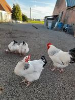 Broedeieren van Sussex Columbia, Dieren en Toebehoren, Pluimvee, Geslacht onbekend, Kip