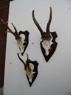 3 ree geweien (16) samen voor 25 euro, Verzamelen, Dierenverzamelingen, Ophalen of Verzenden, Gebruikt, Wild dier, Gewei of Kop