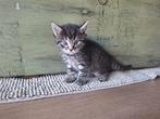 Kittens x Siberische/Noorse boskat x....., Dieren en Toebehoren, Katten en Kittens | Overige Katten, Kater