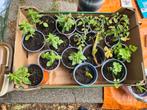 Tomaat olievera plantjes, Ophalen of Verzenden