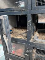 Konijnenflat, Dieren en Toebehoren, Ophalen, Konijn, 90 cm of meer, Hok