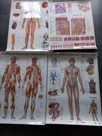 rüdiger anatomie posters 4x, Ophalen of Verzenden