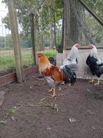 Twents hoen, Dieren en Toebehoren, Pluimvee, Mannelijk, Kip