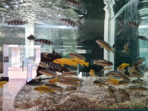Neolamprologus Leleupi Tanganyika Cichliden, Dieren en Toebehoren, Vissen | Aquariumvissen, Zoetwatervis, Vis