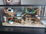 Glazen Hamsterkooi – Ruim Terrarium voor Hamsters, Minder dan 60 cm, Nieuw, Ophalen of Verzenden, 75 tot 110 cm