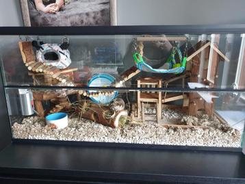 Glazen Hamsterkooi – Ruim Terrarium voor Hamsters beschikbaar voor biedingen
