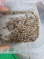 Extatosoma tiaratum veel eieren