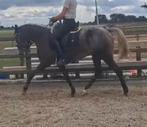 In bruikleen aangeboden L2 NRPS D pony merrie, Merrie, Minder dan 160 cm, Gechipt, M