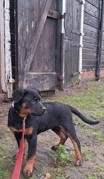 Rottweiler pups, Dieren en Toebehoren, Nederland, 15 weken tot 1 jaar, Bulldog, Meerdere