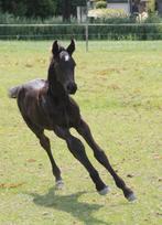 Lief hengstveulen zoekt nieuw baasje, Dieren en Toebehoren, Paarden, Dressuurpaard, 0 tot 2 jaar, Hengst, Onbeleerd