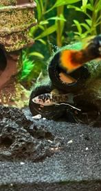 Baby platy’s, Vis, Zoetwatervis