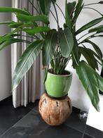 Strelitzia Paradijvogelplant inclusief pot, Ophalen, 100 tot 150 cm, Overige soorten, Halfschaduw