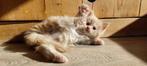 Prachtig maine coon poesje, Dieren en Toebehoren, Katten en Kittens | Raskatten | Langhaar, Poes, Gechipt, 0 tot 2 jaar