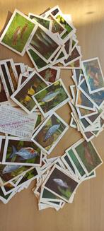 Rizla +vis kaartjes, Verzamelen, Ophalen of Verzenden, Sigarenbandjes