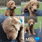 Poedel pups, Overige rassen, 8 tot 15 weken, Meerdere, Meerdere dieren