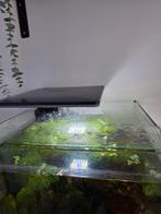 Aquarium super fish qubiq pro 60 zwart, Dieren en Toebehoren, Vissen | Aquaria en Toebehoren, Ophalen, Zo goed als nieuw, Gevuld zoetwateraquarium