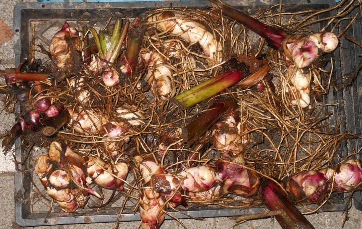 Te koop mooie Canna knollen [rood], Tuin en Terras, Bloembollen en Zaden, Knol, Voorjaar, Volle zon, Ophalen