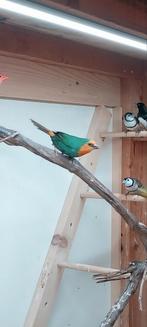 Papegaai amadine zeegroen, Dieren en Toebehoren, Meerdere dieren, Papegaai