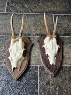 2 mooie ree geweien samen € 18 jacht hut mancave kerst d906, Ophalen of Verzenden, Gebruikt, Hert, Gewei of Kop