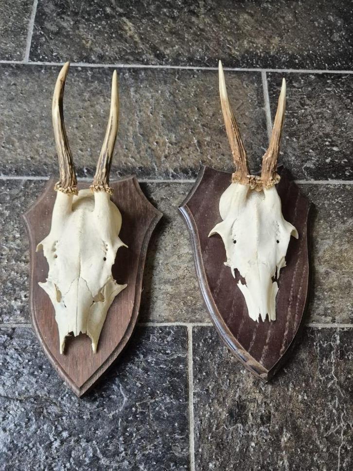 2 mooie ree geweien samen € 18 jacht hut mancave kerst d906, Verzamelen, Dierenverzamelingen, Gebruikt, Gewei of Kop, Hert, Ophalen of Verzenden