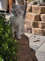 Ragdoll kittens, Dieren en Toebehoren, Katten en Kittens | Raskatten | Langhaar