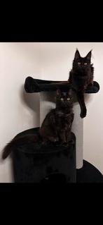 Maine Coon kittens black smoke XXL., Meerdere dieren, Gechipt