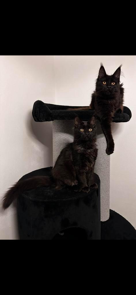 Maine Coon kittens black smoke XXL., Dieren en Toebehoren, Katten en Kittens | Raskatten | Langhaar, Meerdere dieren, Gechipt