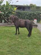 Te koop minishetland hengstje, Dieren en Toebehoren, Pony's, Merrie, Niet van toepassing, Recreatiepony, Gechipt