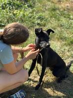 Lieve jonge teef zoekt actief baasje, Rabiës (hondsdolheid), 1 tot 2 jaar, Teef, Eén hond