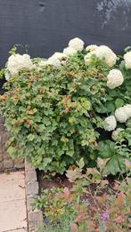 Aalbessenstruik – 1,50m hoog, 1,20m breed. Rode besjes., Tuin en Terras, Ophalen, Vaste plant, Fruitplanten