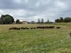 Soay lammeren, Dieren en Toebehoren, Schapen, Geiten en Varkens, Meerdere dieren, Schaap