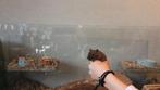 Gerbil mannetje grijs van kleur, Dieren en Toebehoren, Mannelijk, December, Overige typen, Tam