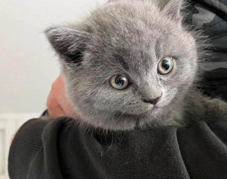 Britse Korthaar Kitten, Dieren en Toebehoren, Katten en Kittens | Raskatten | Korthaar, Poes