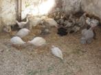 te koop witte en bonte parelhoenders, Dieren en Toebehoren, Pluimvee, Meerdere dieren, Overige soorten