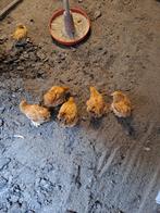 Cochin kriel buff,  plymout rock kriel zilver, Dieren en Toebehoren