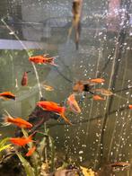 zwaardragers lijra div kleuren, Dieren en Toebehoren, Vissen | Aquariumvissen, Vis, Zoetwatervis, Schoolvis