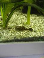 Jonge ancistrus, Vis