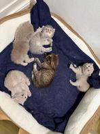 Britse kort en langharig kittens., Dieren en Toebehoren, Katten en Kittens | Raskatten | Korthaar, Meerdere dieren, Ontwormd, 0 tot 2 jaar