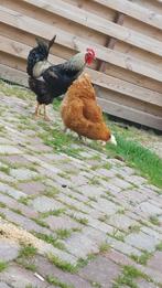 Gezocht kippen, Dieren en Toebehoren, Pluimvee, Vrouwelijk, Kip