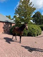 3 jarige Landino vdl, Dieren en Toebehoren, Paarden, Springpaard, Gechipt, Ruin, 3 tot 6 jaar