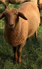 Coburger fuchs lam/ dekram, Dieren en Toebehoren, Schapen, Geiten en Varkens, Mannelijk, Schaap
