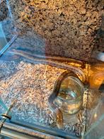 Skang met terrarium, Met terrarium