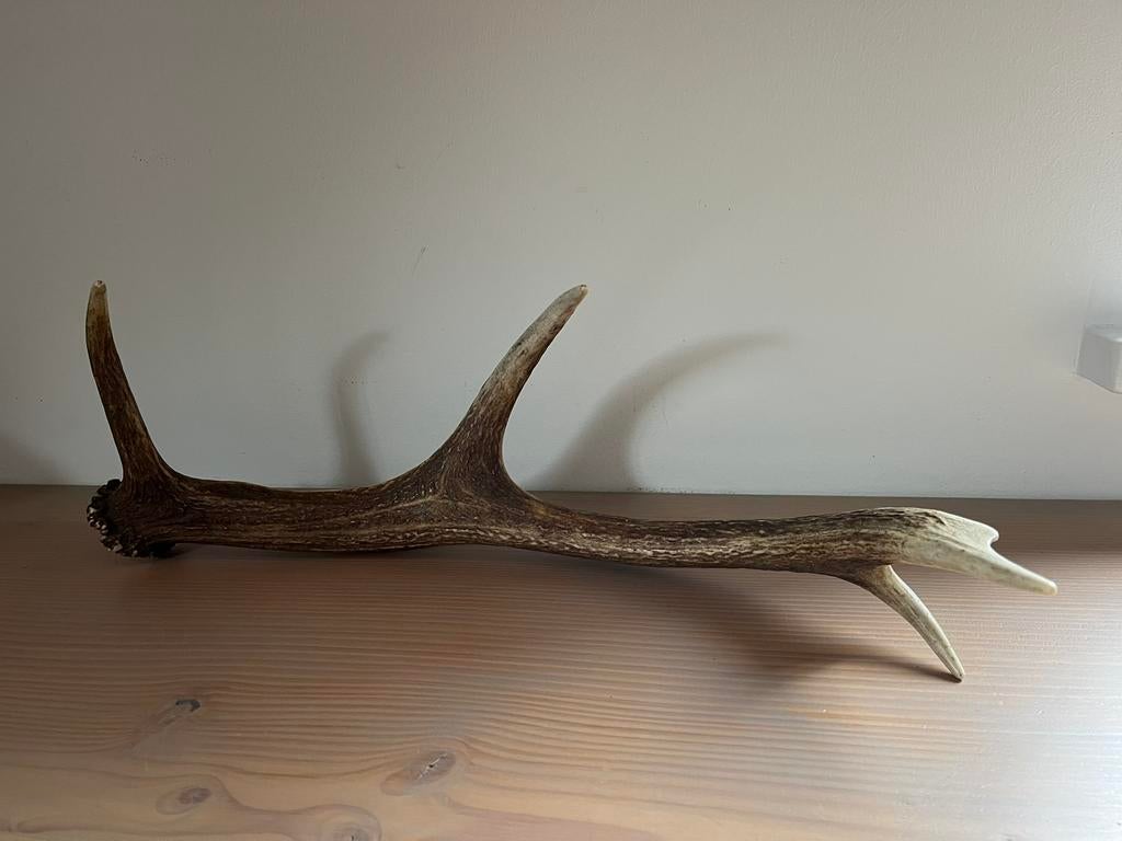 Herten gewei, Verzamelen, Dierenverzamelingen, Ophalen of Verzenden, Zo goed als nieuw, Hert, Gewei of Kop