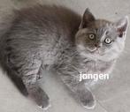 LIEVE BRITSE KORTHAAR (NOG 1 JONGETJE OVER) 💙 ., Meerdere dieren, Ontwormd, 0 tot 2 jaar