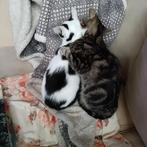 Leuke kittens, Dieren en Toebehoren, Katten en Kittens | Overige Katten