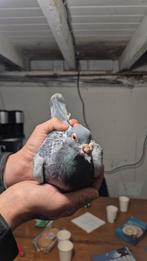 : kweek doffer te koop, zie stamboom, Dieren en Toebehoren, Vogels | Duiven, Mannelijk, Postduif