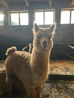 Alpaca hengst, Dieren en Toebehoren, Overige Dieren, Maart, Mannelijk