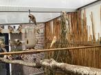 Hobbykweker biedt te koopnaan: prachtige Majoorputters, Dieren en Toebehoren, Vogels | Overige Vogels, Meerdere dieren, Geringd