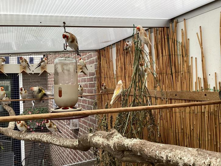 Hobbykweker biedt te koopnaan: prachtige Majoorputters, Dieren en Toebehoren, Vogels | Overige Vogels, Meerdere dieren, Geringd