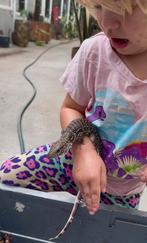 Tamme NK juli 2025 Salvator rufescens (rode teju) anery/hypo, Dieren en Toebehoren, Reptielen en Amfibieën, Hagedis, Tam, 0 tot 2 jaar